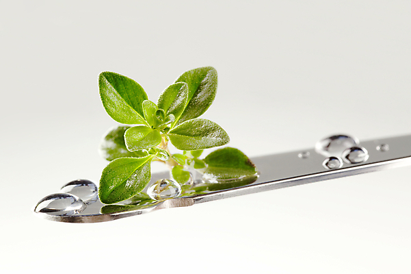 포토 JPG 해외이미지 스튜디오촬영 음식 잎 재료 사람없음 초록색 금속 젖음 물방울 나뭇가지 신선 칼 허브 유기농 향료 백리향 해외202004 해외202105 해외포토 나무 식물 웰빙 컬러 재질 실내 향기 냄새 파일형식