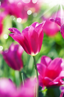 포토 JPG 해외이미지 주간 사람없음 야외 아웃포커스 햇빛 튤립 소프트포커스 보케 빛망울 해외202004 해외포토 자연요소 꽃 촬영기법 빛 태양 파일형식