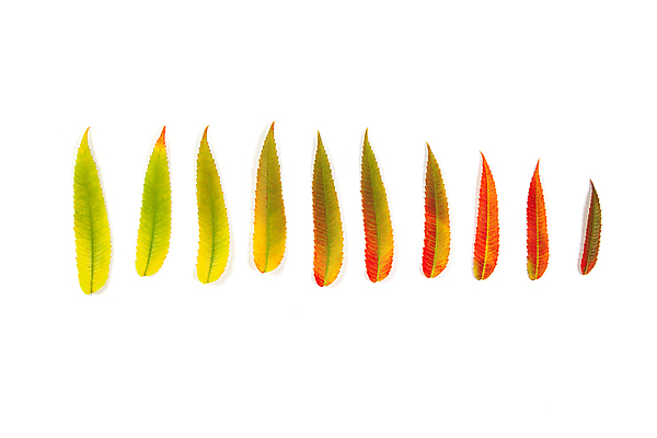 포토 JPG 해외이미지 실내 사람없음 하이앵글 가을 흰배경 해외202004 해외포토 계절 뷰포인트 백그라운드 내부 흰색 파일형식