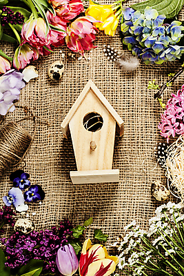 포토 JPG 해외이미지 꽃 프레임 사람없음 튤립 둥지 깃털 새장 수국 노끈 메추리알 해외202004 해외포토 식물 줄 알 케이지 파일형식