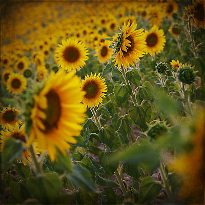 포토 JPG 해외이미지 주간 꽃밭 해바라기 사람없음 야외 해외202004 해외포토 자연요소 꽃 파일형식