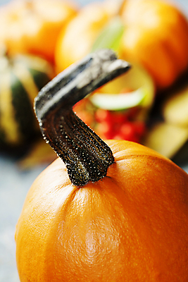 포토 JPG 해외이미지 호박 실내 근접촬영 사람없음 아웃포커스 농작물 가을 꼭지 해외202004 해외포토 계절 뷰포인트 농업 채소 촬영기법 내부 파일형식