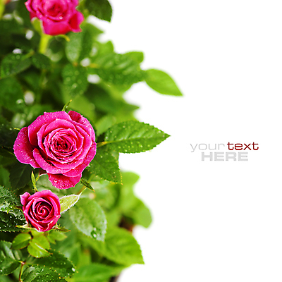 포토 JPG 해외이미지 잎 실내 사람없음 장미 흰배경 카피스페이스 해외202004 해외포토 식물 꽃 백그라운드 내부 공백 흰색 파일형식