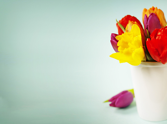 포토 JPG 해외이미지 화분 꽃다발 봄꽃 실내 사람없음 튤립 카피스페이스 민트색배경 해외202004 해외포토 꽃 백그라운드 내부 봄 공백 민트색 파일형식