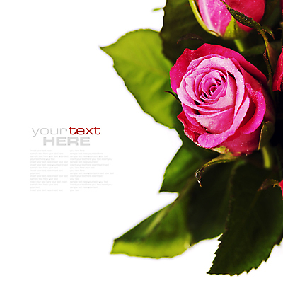 포토 JPG 해외이미지 잎 실내 근접촬영 사람없음 장미 흰배경 해외202004 해외포토 식물 꽃 뷰포인트 백그라운드 내부 흰색 파일형식