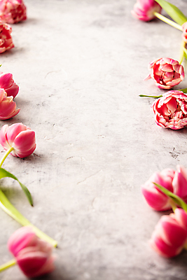 포토 JPG 해외이미지 실내 사람없음 튤립 흰배경 카피스페이스 해외202004 해외포토 꽃 백그라운드 내부 공백 흰색 파일형식