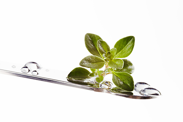 포토 JPG 해외이미지 스튜디오촬영 음식 잎 재료 사람없음 초록색 금속 젖음 물방울 나뭇가지 신선 칼 허브 유기농 향료 백리향 해외202004 해외202105 해외포토 나무 식물 웰빙 컬러 재질 실내 향기 냄새 파일형식