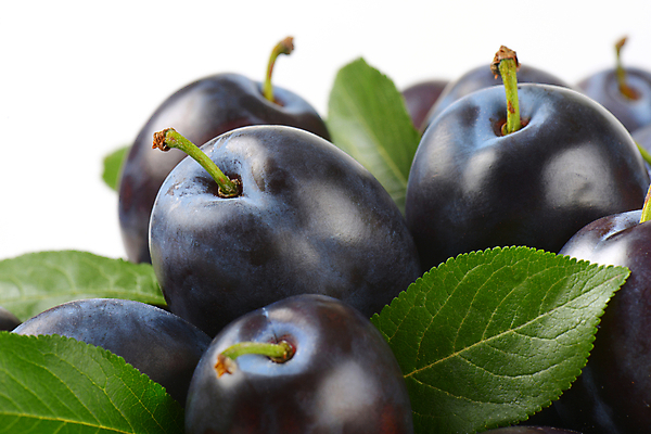 포토 JPG 해외이미지 스튜디오촬영 음식 과일 사람없음 파란색 쌓기 신선 그룹 묘사 날것 자두 흙더미 숙성 해외202004 해외202105 해외포토 컬러 모션 실내 흙 파일형식 더미