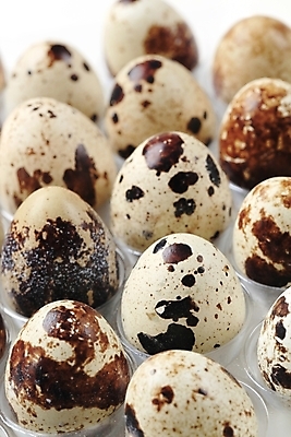 포토 JPG 해외이미지 무료이미지 음식 재료 사람없음 계란 신선 점 그룹 묘사 유기농 날것 메추리 해외202004 해외202105 해외포토 웰빙 알 파일형식 무료콘텐츠