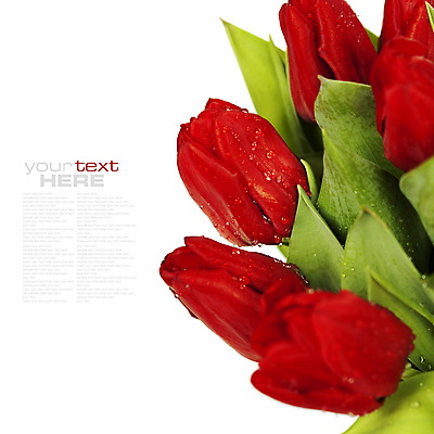포토 JPG 해외이미지 꽃다발 사람없음 튤립 이슬 흰배경 카피스페이스 해외202004 해외포토 꽃 백그라운드 공백 흰색 파일형식