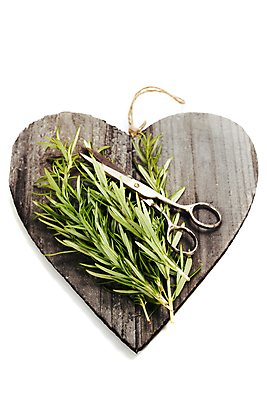 포토 JPG 해외이미지 실내 사람없음 하트 허브 흰배경 로즈메리 나무도마 해외202004 해외포토 모양 식물 백그라운드 도마 내부 목재 흰색 파일형식