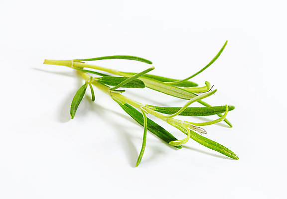 포토 JPG 해외이미지 스튜디오촬영 식물 잎 재료 사람없음 나뭇가지 신선 로즈메리 입가심 해외202004 해외202105 해외포토 나무 실내 허브 파일형식