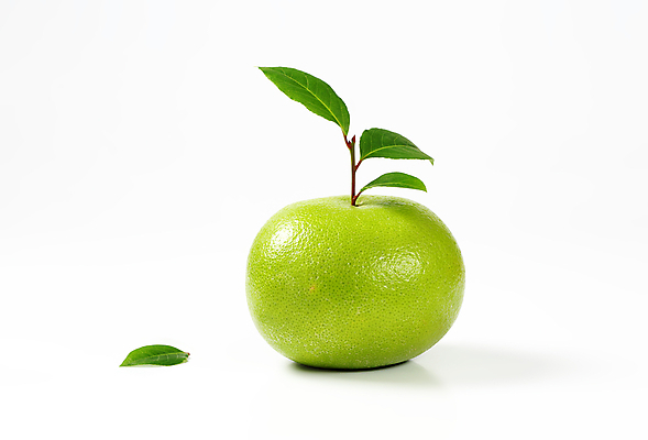 포토 JPG 해외이미지 잎 사람없음 신선 자몽 흰배경 해외202004 해외202105 해외포토 식물 백그라운드 과일 흰색 파일형식