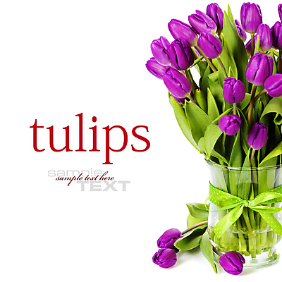 포토 JPG 해외이미지 꽃잎 잎 사람없음 꽃병 튤립 흰배경 카피스페이스 해외202004 해외포토 식물 꽃 백그라운드 공백 흰색 파일형식