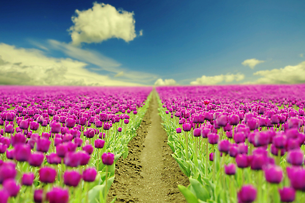 포토 JPG 해외이미지 주간 구름 꽃밭 하늘 사람없음 야외 튤립 해외202004 해외포토 자연요소 꽃 파일형식