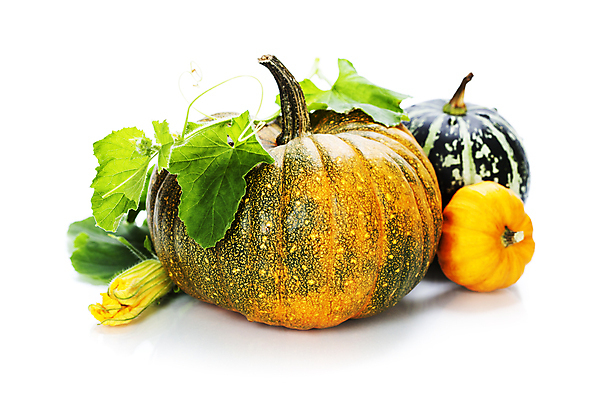 포토 JPG 해외이미지 호박 실내 사람없음 농작물 가을 흰배경 호박꽃 호박잎 해외202004 해외포토 계절 꽃 백그라운드 잎 농업 채소 내부 흰색 파일형식