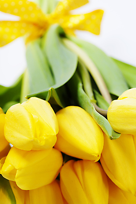 포토 JPG 해외이미지 리본 실내 근접촬영 사람없음 튤립 꽃봉오리 흰배경 해외202004 해외포토 꽃 뷰포인트 백그라운드 내부 흰색 파일형식