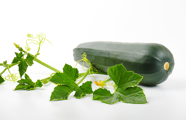 포토 JPG 해외이미지 스튜디오촬영 식물 음식 줄기 잎 채소 과일 호박 사람없음 초록색 신선 흰배경 날것 스쿼시 숙성 주키니 주키니호박 해외202004 해외202105 해외포토 스포츠 컬러 백그라운드 실내 구기 흰색 파일형식