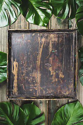 포토 JPG 해외이미지 프레임 사람없음 나무바닥 나무쟁반 몬스테라 해외202004 해외포토 식물 바닥 쟁반 목재 파일형식