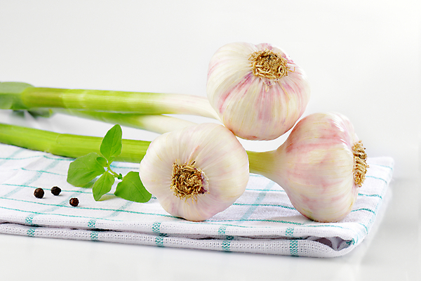 포토 JPG 해외이미지 스튜디오촬영 음식 채소 재료 마늘 사람없음 신선 확인 유기농 날것 건강식 행주 해외202004 해외202105 해외포토 웰빙 실내 청소도구 파일형식