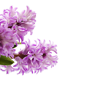 포토 JPG 해외이미지 잎 실내 근접촬영 사람없음 흰배경 원예 히아신스 해외202004 해외포토 식물 꽃 뷰포인트 백그라운드 취미 내부 흰색 파일형식