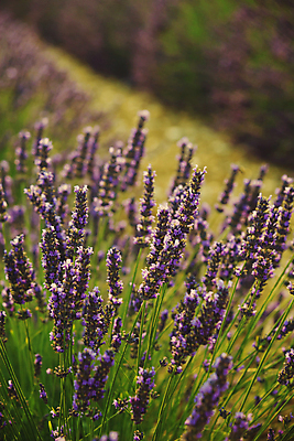 포토 JPG 해외이미지 주간 사람없음 야외 아웃포커스 라벤더 해외202004 해외포토 자연요소 꽃 촬영기법 허브 파일형식