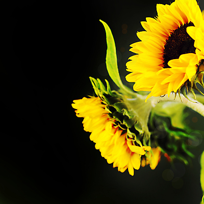 포토 JPG 해외이미지 검은배경 해바라기 실내 사람없음 해외202004 해외포토 꽃 백그라운드 내부 검은색 파일형식