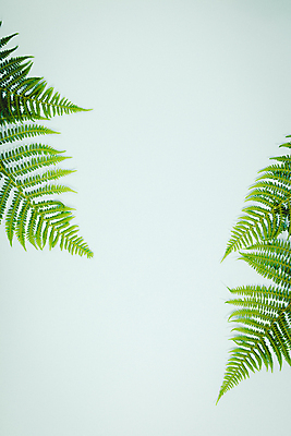 포토 JPG 해외이미지 잎 실내 사람없음 파란배경 카피스페이스 해외202004 해외포토 식물 백그라운드 내부 파란색 공백 파일형식