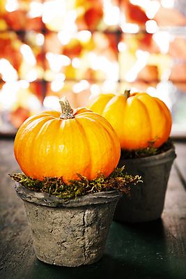 포토 JPG 해외이미지 화분 호박 실내 사람없음 아웃포커스 농작물 가을 작음 미니 해외202004 해외포토 계절 농업 채소 촬영기법 내부 크기 파일형식