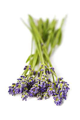 포토 JPG 해외이미지 실내 근접촬영 사람없음 아웃포커스 흰배경 라벤더 해외202004 해외포토 꽃 뷰포인트 백그라운드 촬영기법 내부 흰색 허브 파일형식