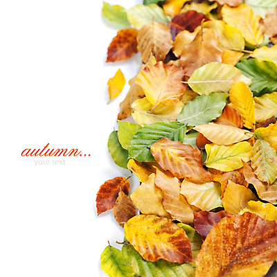 포토 JPG 해외이미지 낙엽 실내 타이포그라피 사람없음 가을 흰배경 카피스페이스 해외202004 해외포토 문자 계절 백그라운드 잎 내부 공백 흰색 파일형식