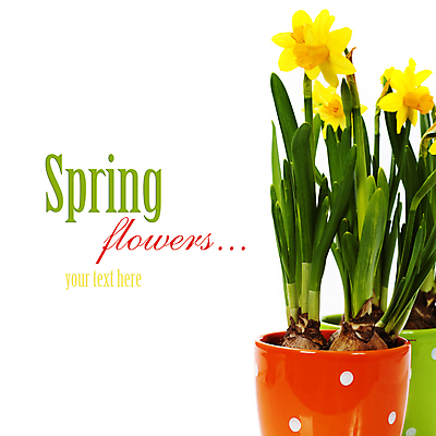 포토 JPG 해외이미지 화분 실내 사람없음 흰배경 원예 수선화 해외202004 해외포토 꽃 백그라운드 취미 내부 흰색 파일형식