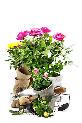 포토 JPG 해외이미지 화분 실내 사람없음 장미 모종삽 흰배경 원예 노끈 해외202004 해외포토 꽃 줄 백그라운드 취미 내부 흰색 삽 파일형식