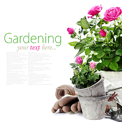 포토 JPG 해외이미지 화분 장갑 실내 타이포그라피 사람없음 장미 모종삽 흰배경 원예 노끈 해외202004 해외포토 문자 잡화 꽃 줄 백그라운드 취미 내부 흰색 삽 파일형식