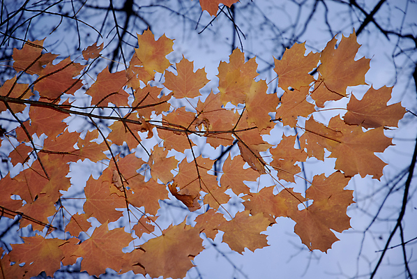포토 JPG 해외이미지 나무 식물 계절 분홍색 백그라운드 단풍 낙엽 잎 패턴 오렌지 자연 사람없음 빨간색 초록색 컬러풀 노란색 보라색 가을 나뭇가지 죽음 신선 시간 숲 9월 제비꽃 묘사 라일락 정맥 10월 썩음 옛날 플라타너스 해외202004 해외202105 해외포토 꽃 컬러 무늬 과일 날짜 생태계 혈관 파일형식