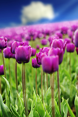 포토 JPG 해외이미지 주간 구름 꽃밭 사람없음 야외 아웃포커스 튤립 해외202004 해외포토 자연요소 꽃 촬영기법 파일형식