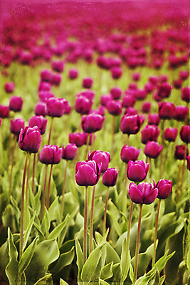 포토 JPG 해외이미지 주간 꽃잎 잎 꽃밭 사람없음 야외 튤립 해외202004 해외포토 자연요소 식물 꽃 파일형식