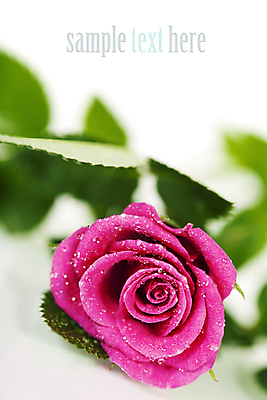 포토 JPG 해외이미지 잎 실내 근접촬영 사람없음 아웃포커스 장미 물방울 흰배경 해외202004 해외포토 식물 꽃 뷰포인트 백그라운드 촬영기법 내부 흰색 파일형식