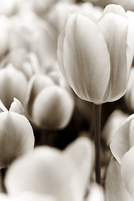 포토 JPG 해외이미지 흑백 근접촬영 사람없음 튤립 블러효과 해외202004 해외포토 꽃 뷰포인트 촬영기법 블러 파일형식 효과