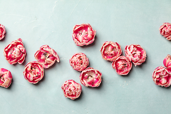 포토 JPG 해외이미지 실내 사람없음 하이앵글 튤립 파란배경 해외202004 해외포토 꽃 뷰포인트 백그라운드 내부 파란색 파일형식