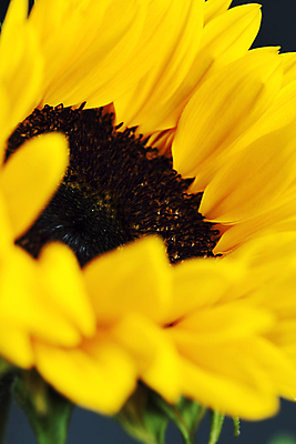 포토 JPG 해외이미지 해바라기 실내 근접촬영 사람없음 해외202004 해외포토 꽃 뷰포인트 내부 파일형식