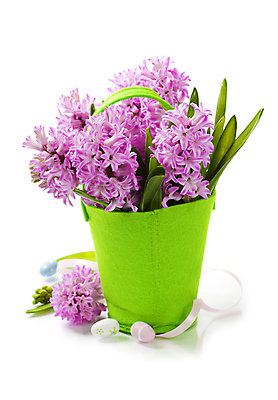 포토 JPG 해외이미지 리본 잎 부활절 실내 사람없음 흰배경 원예 부활절계란 꽃바구니 히아신스 해외202004 해외포토 식물 기념일 꽃 백그라운드 취미 내부 바구니 계란 흰색 파일형식