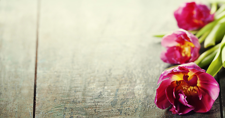 포토 JPG 해외이미지 실내 사람없음 튤립 나무바닥 카피스페이스 해외202004 해외포토 꽃 바닥 내부 공백 파일형식