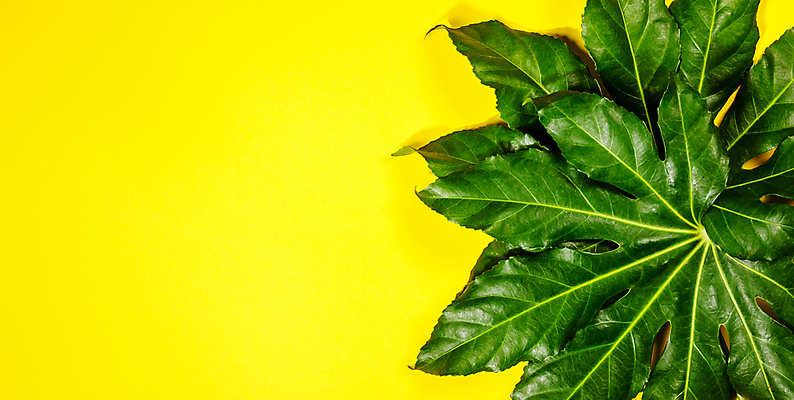 포토 JPG 해외이미지 잎 사람없음 노란배경 카피스페이스 해외202004 해외포토 식물 백그라운드 노란색 공백 파일형식