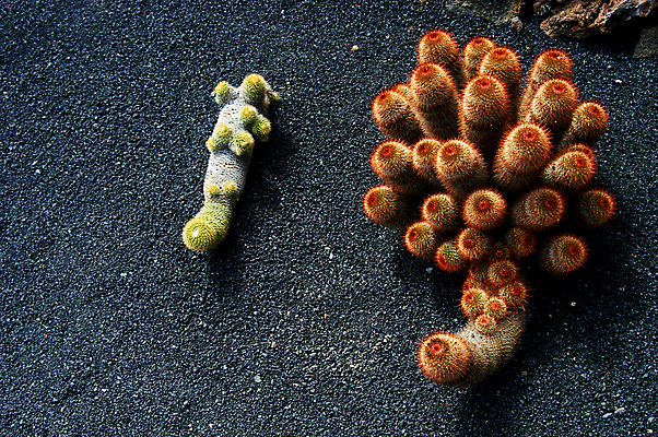 포토 JPG 해외이미지 식물 구름 벽 자연 하늘 선인장 건조 풍경 사람없음 야외 초록색 세트 노란색 꽃병 고통 사막 흰색 못 바늘 가시 냄비 해외202004 해외202105 해외포토 자연요소 꽃 감정 컬러 도구 공구 솥 생태계 파일형식