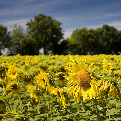포토 JPG 해외이미지 주간 꽃밭 해바라기 사람없음 야외 해외202004 해외포토 자연요소 꽃 파일형식