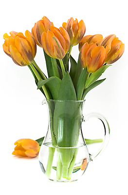 포토 JPG 해외이미지 꽃다발 실내 사람없음 꽃병 튤립 흰배경 해외202004 해외포토 꽃 백그라운드 내부 흰색 파일형식