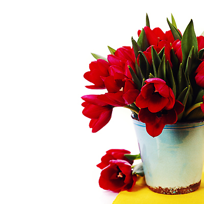 포토 JPG 해외이미지 화분 꽃다발 사람없음 튤립 흰배경 해외202004 해외포토 꽃 백그라운드 흰색 파일형식