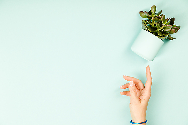 포토 JPG 해외이미지 손 화분 실내 신체부위 하이앵글 가리킴 다육식물 카피스페이스 민트색배경 해외202004 해외포토 식물 뷰포인트 백그라운드 사람 손짓 내부 공백 민트색 파일형식