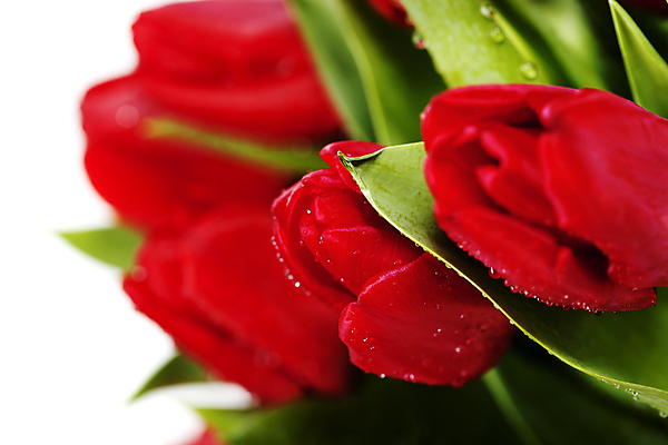 포토 JPG 해외이미지 꽃다발 사람없음 아웃포커스 튤립 이슬 흰배경 해외202004 해외포토 꽃 백그라운드 촬영기법 흰색 파일형식